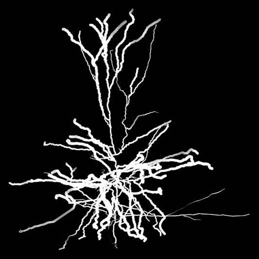 White Neurons on Black Background